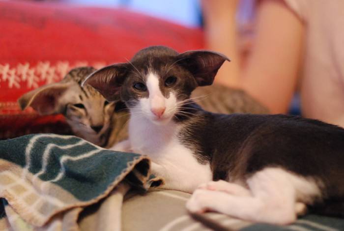 Питомника ориентальных и сиамских кошек hathor отзывы - разное - первый независимый сайт отзывов россии