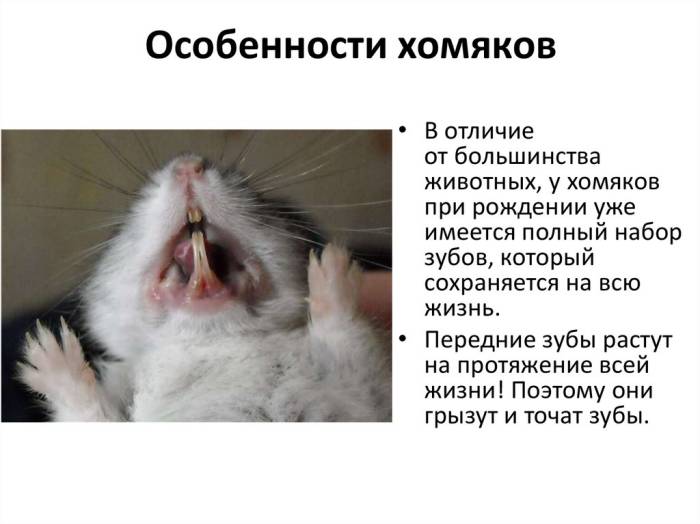 Зубы хомяка: сколько у сирийского, джунгарского и других видов, как подстричь, фото, почему жёлтые, что дать для стачивания