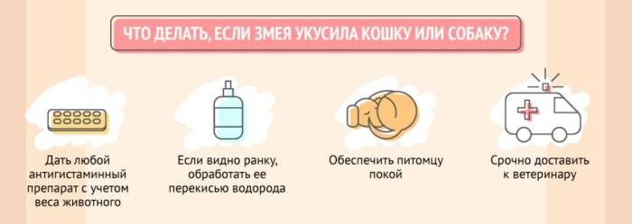 Симптомы если кошку укусила змея