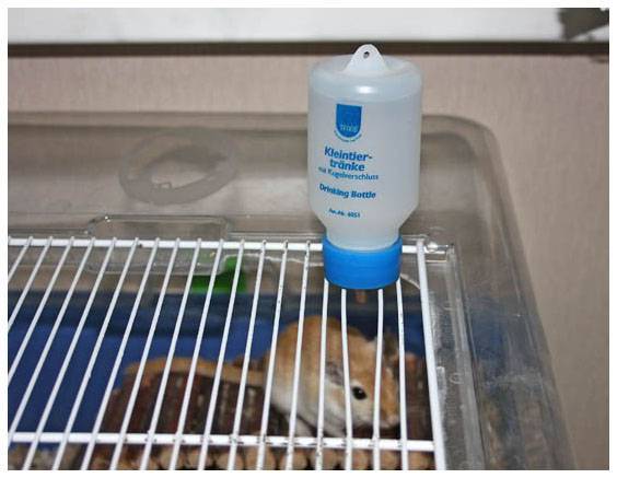 Поилка для хомяка - как сделать и установить поилку своими руками