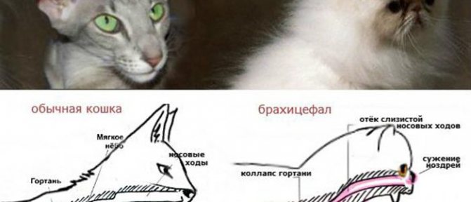 Болезни дыхания у кошек