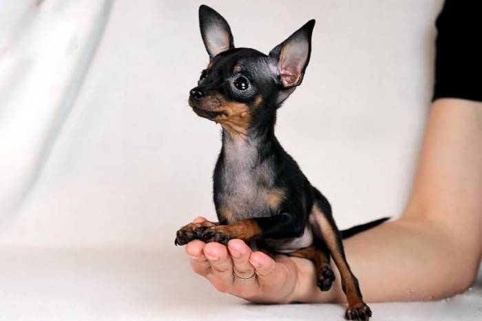 Той-терьер мини, супер мини и карликовый: фото и описание