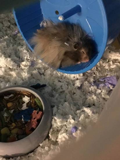 Если хомяк сломал позвоночник