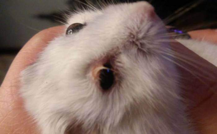 Глазные болезни хомяков: вылез глаз, конъюнктивит, катаракта и др