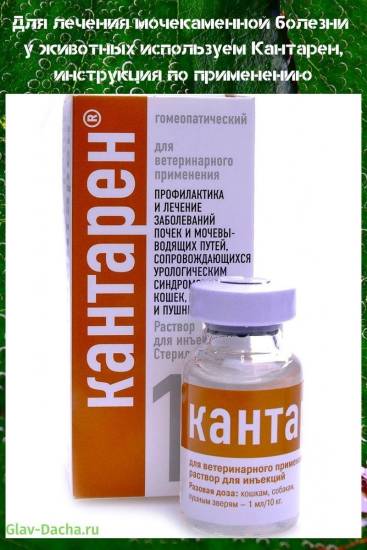 Кантарен для кошек: инструкция по применению, эффективность, действие и отзывы