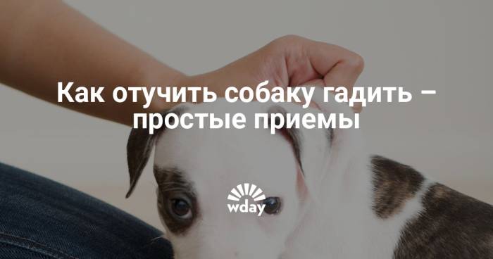 5 способов отучить собаку гадить дома: от щенка до взрослой собаки | ваши питомцы