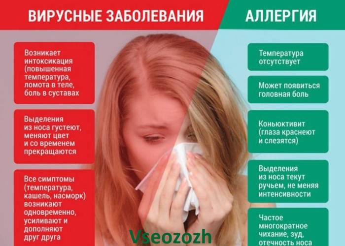 Что делать, если хомяк чихает, простуда или аллергическая реакция, выясняем причину