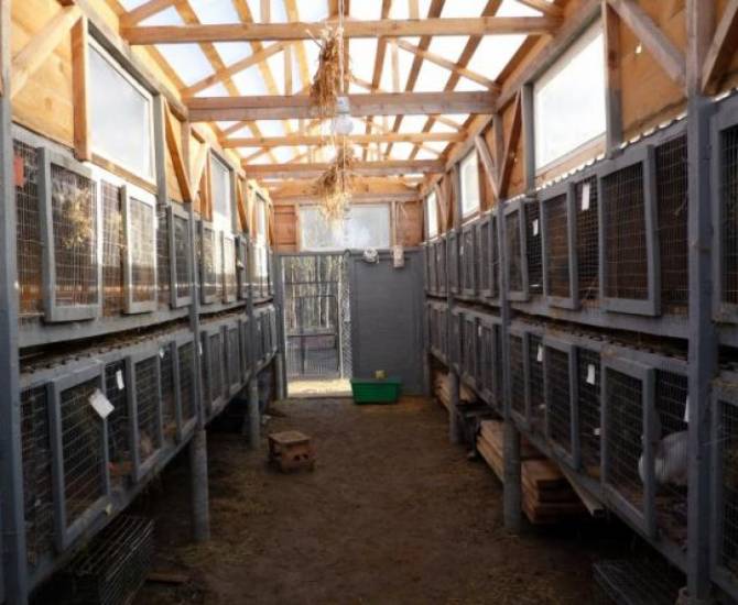 Как правильно содержать кролей в клетке?