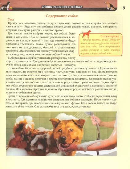 Собаки в религии: православие, ислам, буддизм, зороастризм | ваши питомцы