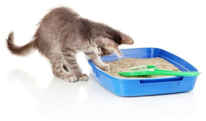 Размеры лотка для кошек
