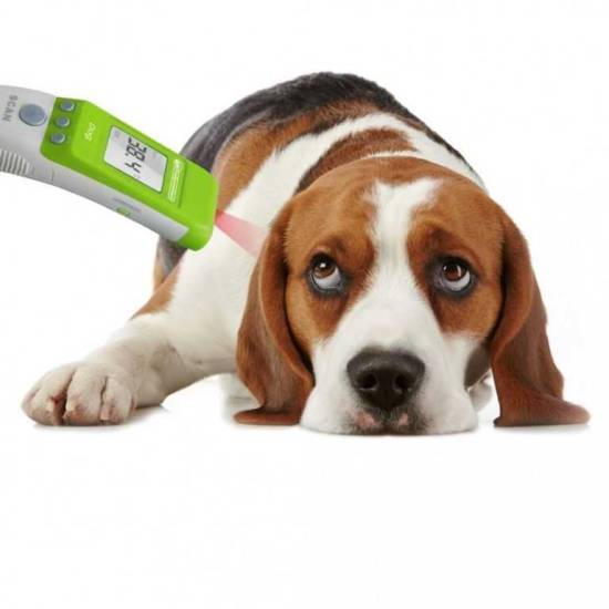 Как померить температуру собаке: способы и приборы для измерения