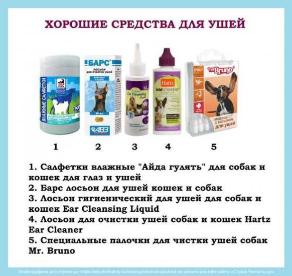 Как ухаживать за ушами собаки должен знать каждый собачник - kupipet.ru