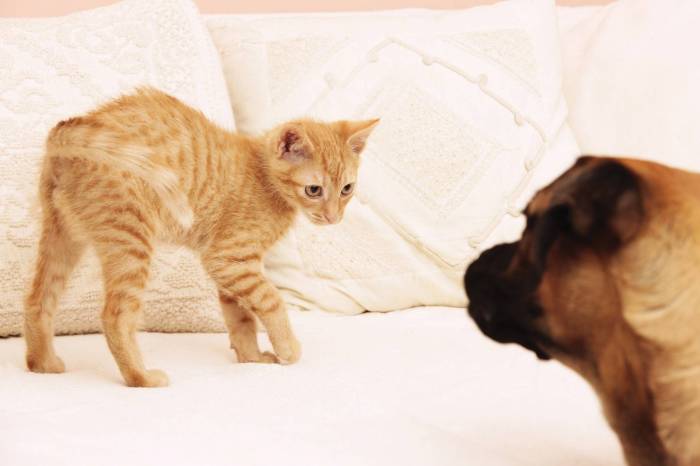 Две кошки в доме: мирись, мирись и больше не дерись | ваши питомцы