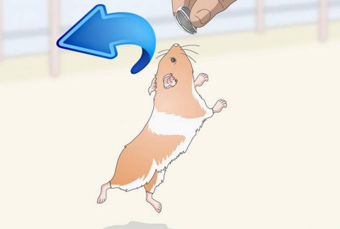 Дрессировка хомяков ко мне