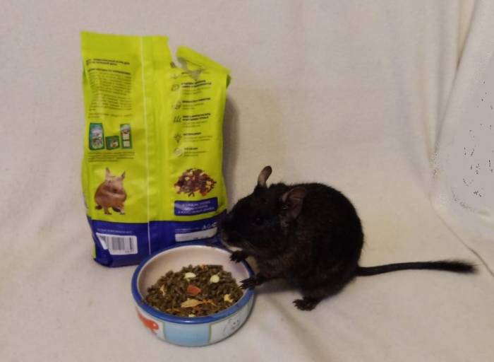 Чилийская белка дегу: фото, особенности содержания и болезни