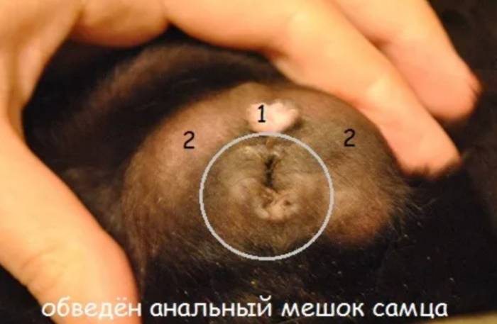 Как вылечить морскую свинку от власоеда