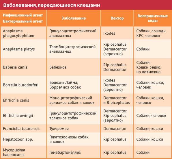 Инфекционные заболевания у кошек