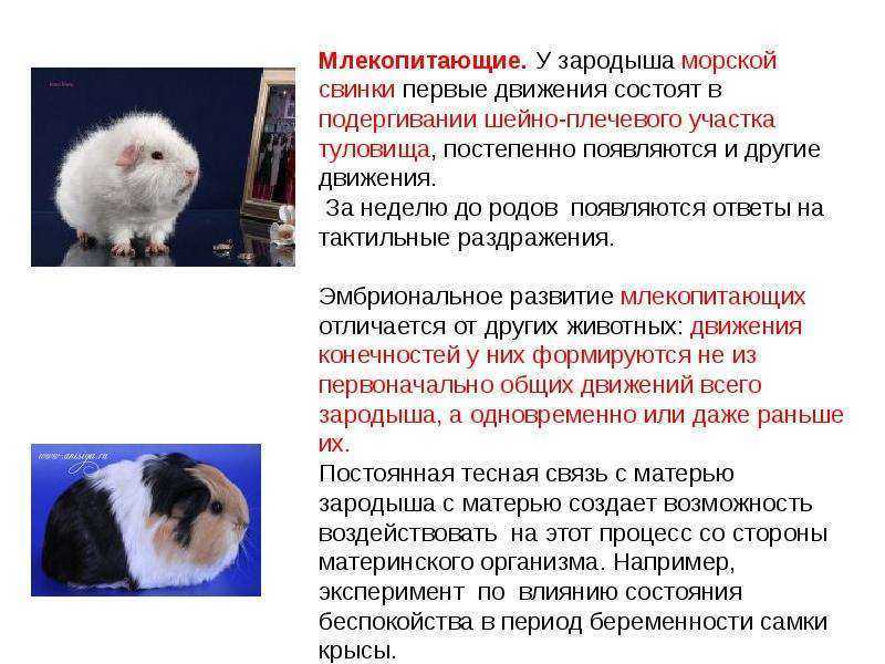 Скрещивание морских свинок