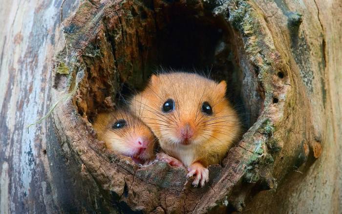 Хомяк - кто это? семейство, описание животного, как живут хомячки