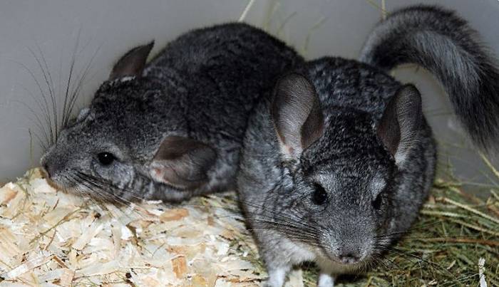 Воняют ли шиншиллы: пахнут зверьки или нет, будет ли неприятный запах из-за шиншилл в квартире и доме, как избавиться от запаха в домашних условиях