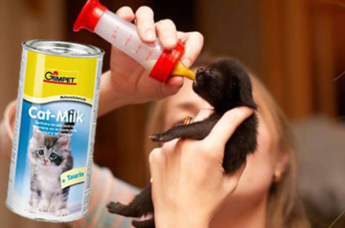 Детская молочная смесь котёнку