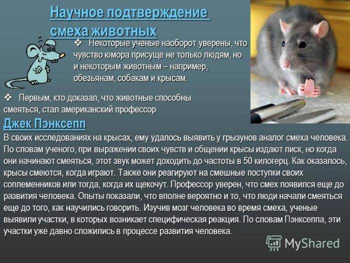 Крысы умны, умеют смеяться и сочувствовать. как так вышло, что их используют в жестоких экспериментах • слуцк • газета «інфа-кур’ер»