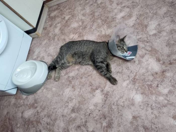 Кровь в стуле котят: причины и методы лечения