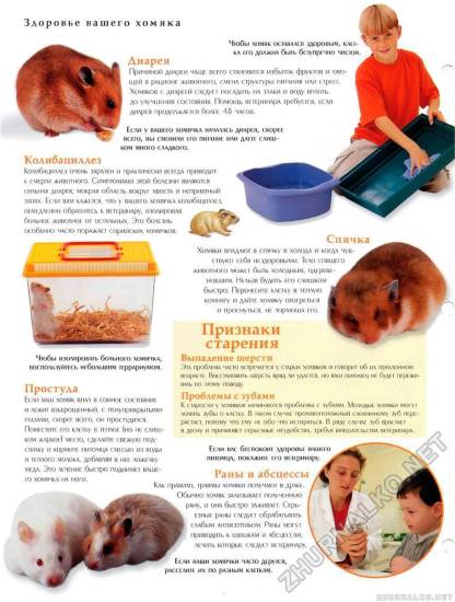 Рекомендации, чем можно кормить хомяка в домашних условиях. особенности питания - твой питомец