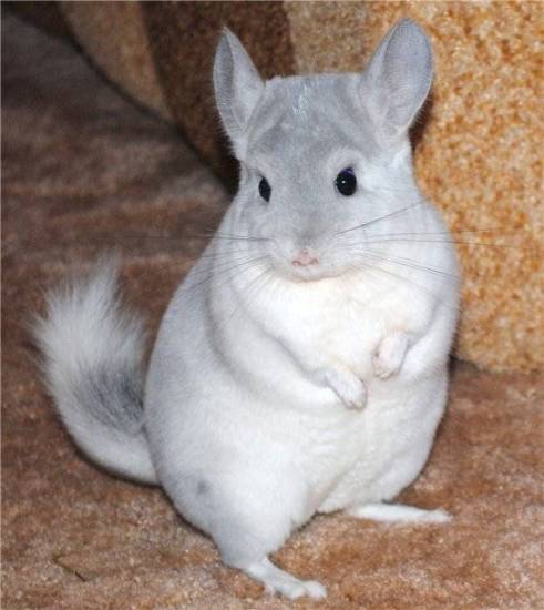 Аллергия у детей — виды, симптомы, что делать, чем лечить