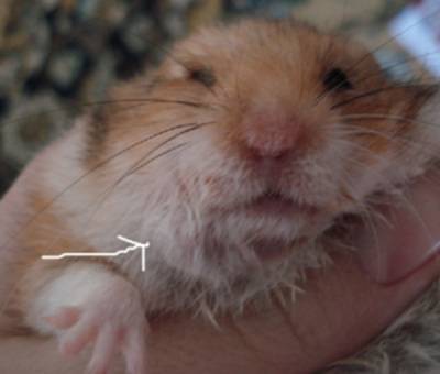 Аллергия на хомяков, симптомы аллергии на хомяков | стоматология-элит.рф