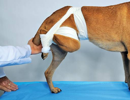 Неправильно сросшийся перелом. хирургическое лечение неправильно сросшегося перелома.