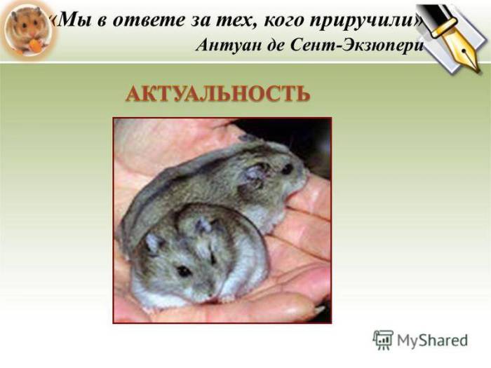 Породы хомяков, виды для домашнего содержания