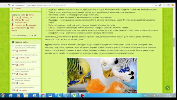 Можно ли попугая гранат, почему и сколько