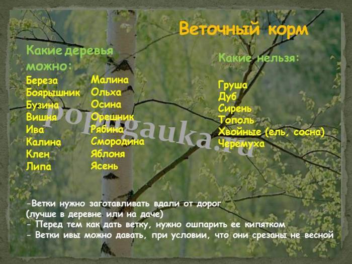 Какие фрукты можно давать попугаю