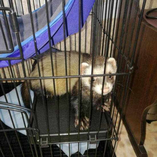 Содержание хорька в квартире: породы, сколько стоит, чем кормить, продолжительность жизни, стоит ли заводить