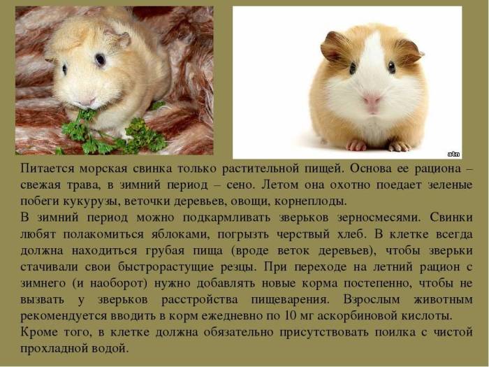 Как правильно кормить и содержать морскую свинку