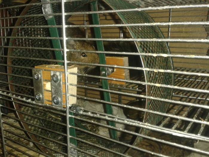 Дегу уход и содержание, фото