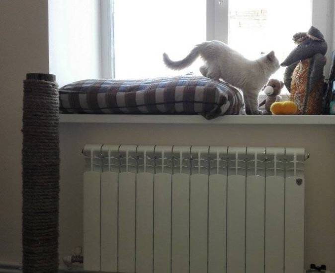 110 фото простых и эффективных решений для создания уютного и удобного места для кошки