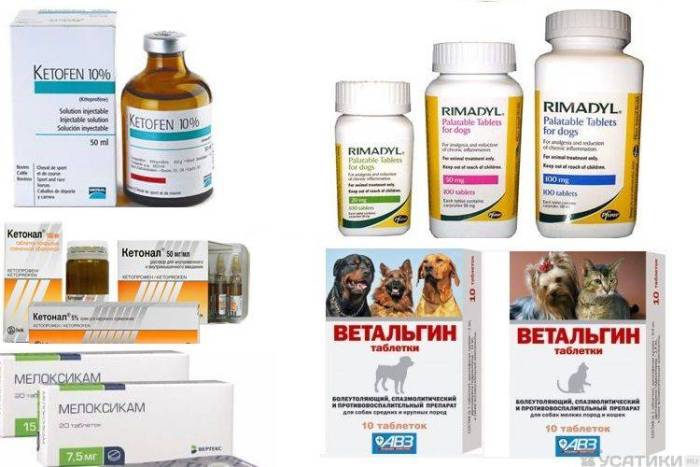 Обезболивающие для кошек в домашних условиях: разрешенные препараты - animallist.ru
