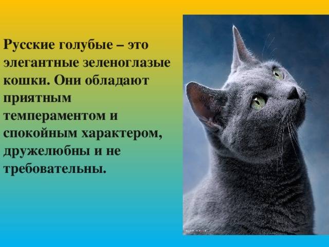 Русская голубая: описание породы, фото и видео кошки, стандарты, окрас, цвет глаз, характер, поведение, отзывы владельцев, размеры и вес, продолжительность жизни, чем кормить?