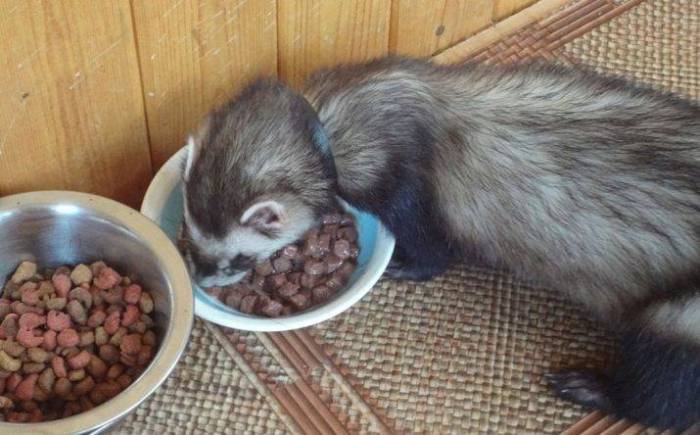 Содержание домашних хорьков, уход, кормление декоративных хорьков: как содержать хорька дома, в домашних условиях содержание, как и чем кормить хорька, сухой корм