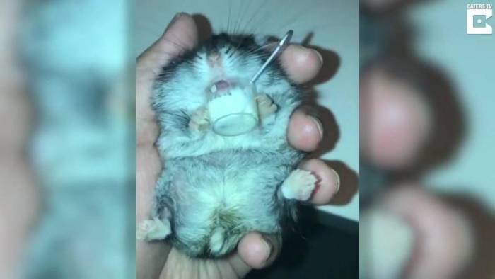 Хомяк тяжело дышит ртом. почему? что делать!