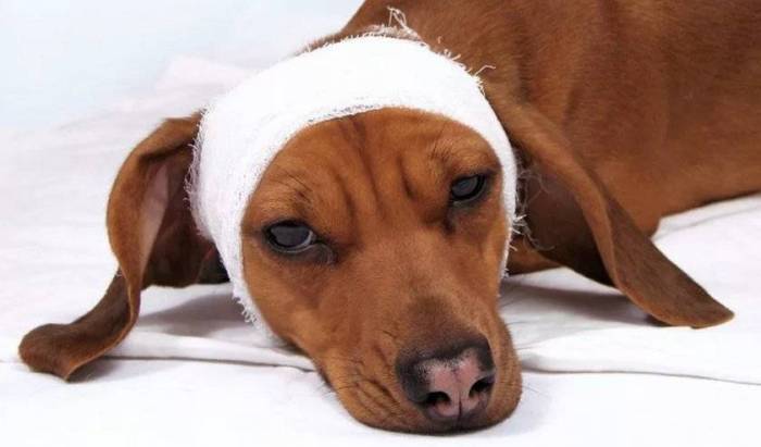 Собака трясет ушами: что делать в домашних условиях | страж чистоты