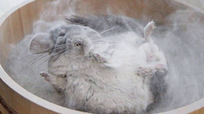 Как правильно и на сколько часто можно купать шиншилл в песке