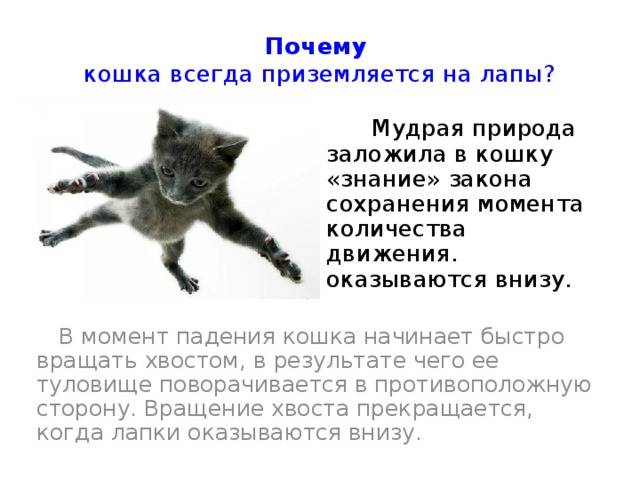 Почему кошка нападает на хозяина | ваши питомцы