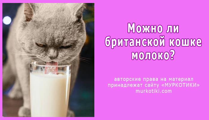 Чем и как кормить кошку правильно: что можно давать и сколько