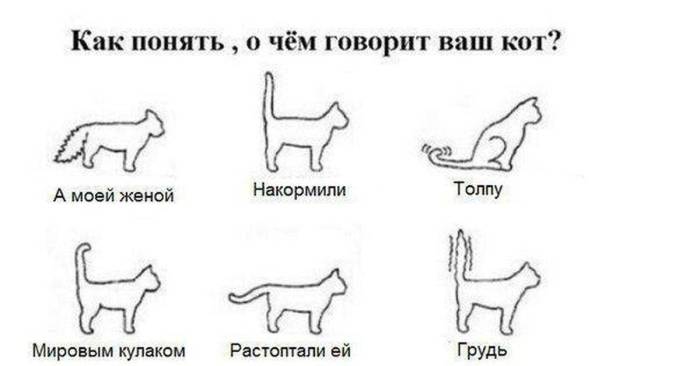 Почему кошка виляет хвостом и еще 9 сигналов кошачьего хвоста