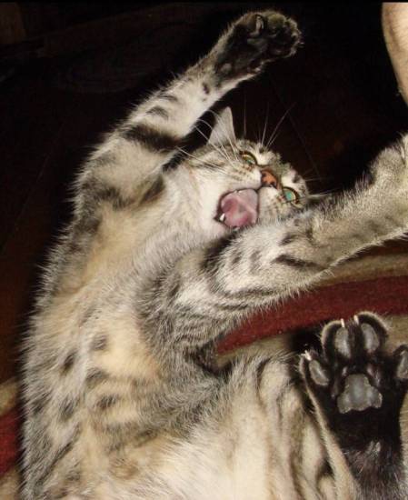 Душа родных в домашней кошке - мистика или реальность - aktualnoe.net