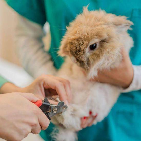 Как обрезать кролику когти