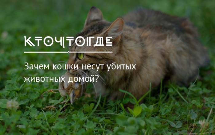 Зачем кошки мнут мягкие вещи и живот человека?